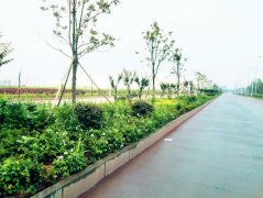 杨柳南路绿化景观工程