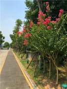 湖南省政府周边绿化提质改造工程